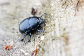 <p>CHROBÁK LESNÍ (Anoplotrupes stercorosus) Jiříkov, kopec ---- /dor beetle - Waldmistkäfer/</p>